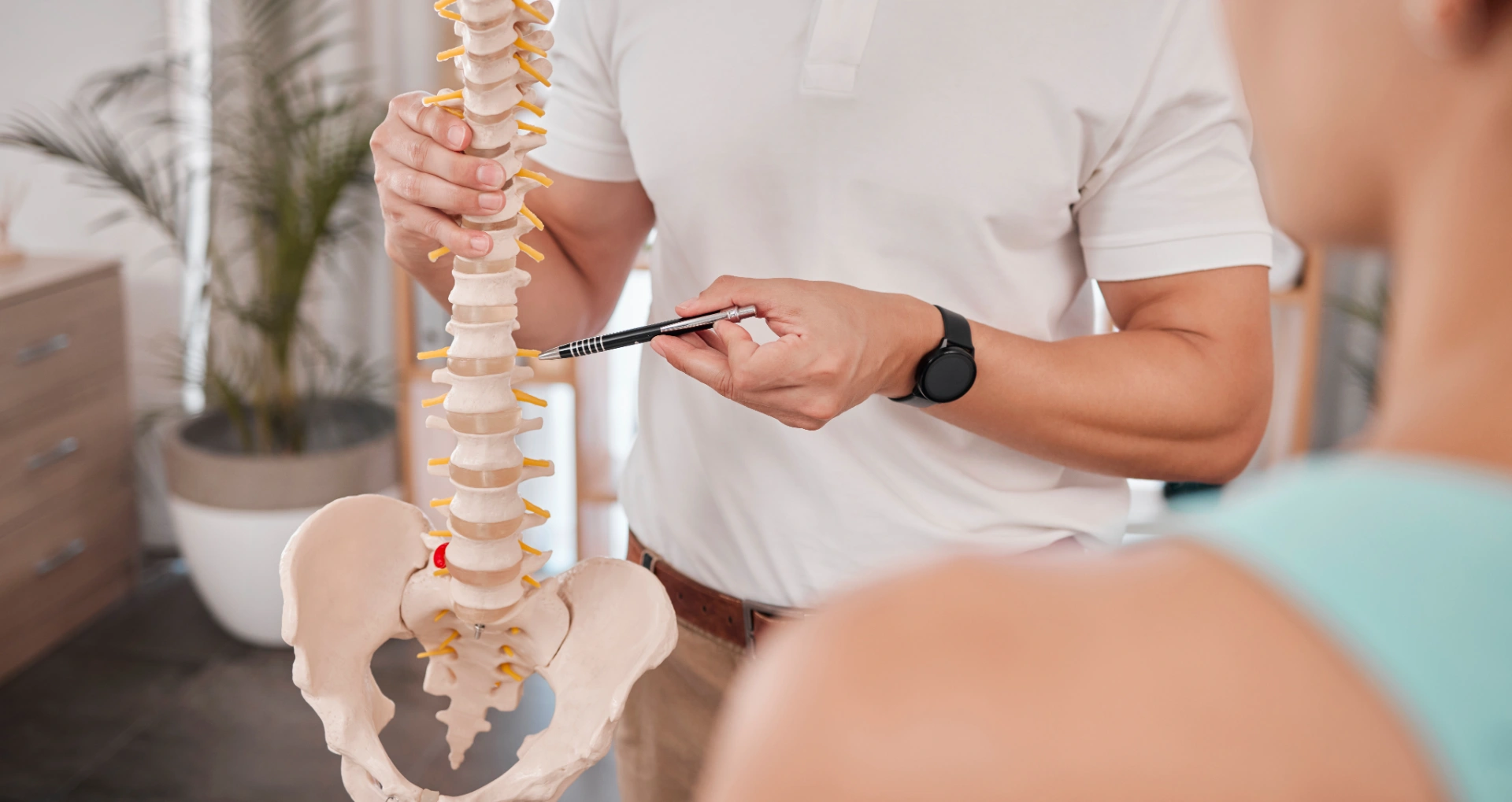 spine model healthcare and chiropractor with woma 2023 11 27 05 07 51 utc
